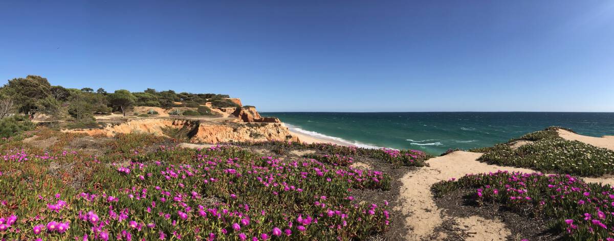 Escursione costiera Algarve tappa 1 19 fiori fioriti sulla spiaggia di Praia da Falésia