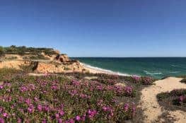 Küstenwanderung Algarve Etappe 1 19 blühende Strandblumen an der Praia da Falésia