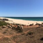 Schafe weiden an der Praia da Falésia - einem der bekanntesten und längsten Strände der Algarve
