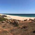 Schafe weiden an der Praia da Falésia - einem der bekanntesten und längsten Strände der Algarve