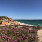 blühende Strandblumen an der Praia da Falésia