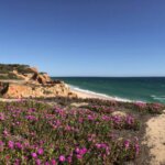 blühende Strandblumen an der Praia da Falésia